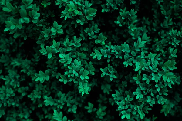 Tidewater grüne Farbe Laub mit frischem Tau auf den Blättern Hintergrund — Stockfoto