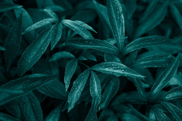 Folhagem de cor verde Tidewater com orvalho fresco no fundo das folhas — Fotografia de Stock