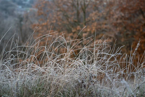 Weißes gefrostetes Gras gegen dunkelorangefarbenes Herbstlaub — Stockfoto