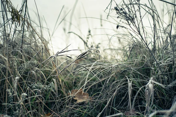 Fundo de inverno de grama fosco, primeira geada em dezembro — Fotografia de Stock