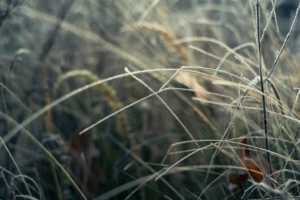 Frostiger Gras Winterhintergrund, erster Frost im Dezember — Stockfoto