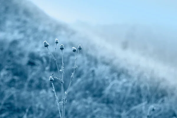Cor azul gelado fundo natural — Fotografia de Stock
