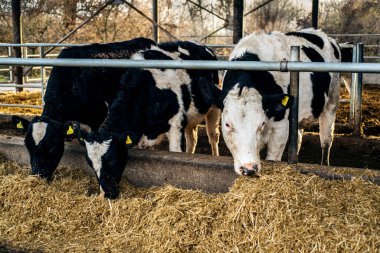 Çiftlikte saman yiyen siyah beyaz inekler.