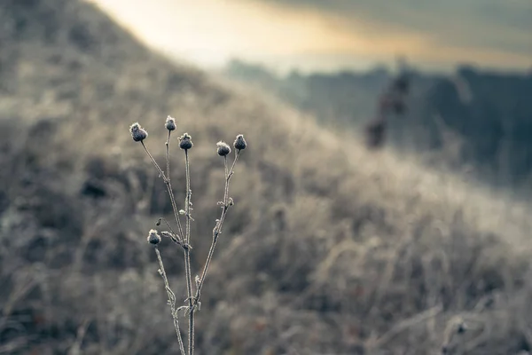 Frostiger Gras Winterhintergrund, erster Frost im Dezember — Stockfoto