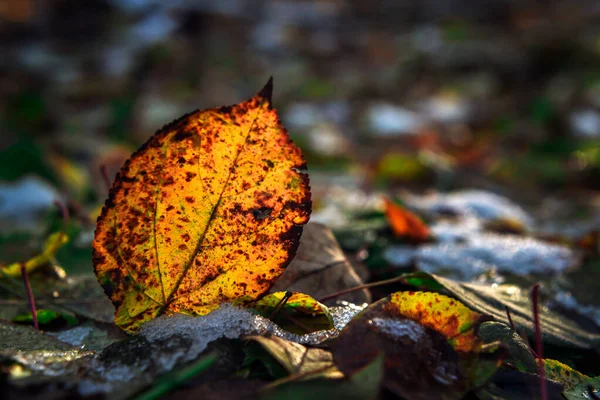 Autumn yellow leaf and first snow background — Stock Photo, Image