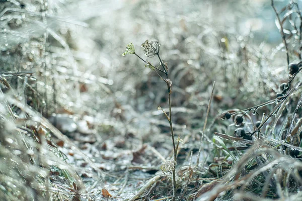 Grama e plantas cobertas de gelo após a chuva gelada, belo fundo de inverno — Fotografia de Stock