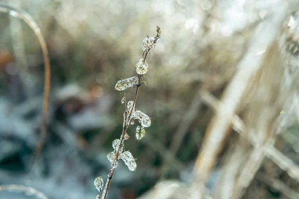 Plantas selvagens cobertas com gelo depois de congelar chuva close-up shot, belo fundo de inverno — Fotografia de Stock