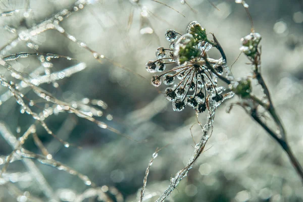 Gotas de água congeladas em plantas silvestres após chuva gelada — Fotografia de Stock