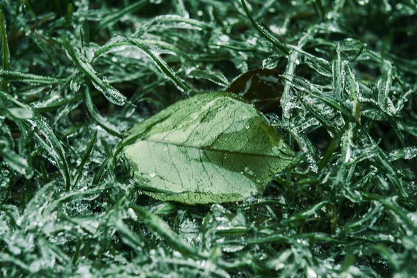 Grama verde e folha coberta de gelo após a chuva gelada — Fotografia de Stock