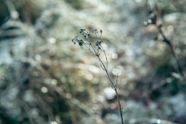 Çimenler ve bitkiler dondurucu yağmurdan sonra buzla kaplandı