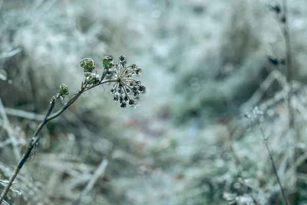 Grama e plantas cobertas de gelo após a chuva gelada, belo fundo de inverno — Fotografia de Stock