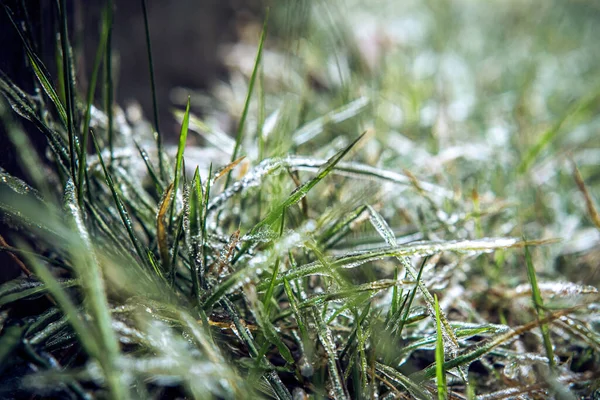 Gras nach gefrierendem Regen mit Eis bedeckt, schöner Winterhintergrund — Stockfoto