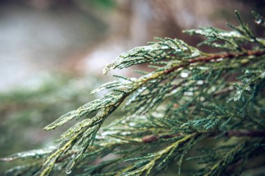 Dondurucu yağmurdan sonra buzla kaplı Evergreen thuja dalları