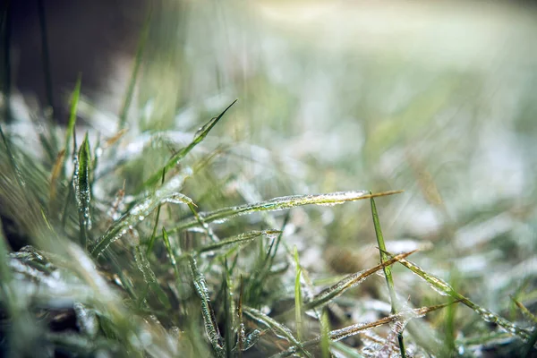 Gras nach gefrierendem Regen mit Eis bedeckt, schöner Winterhintergrund — Stockfoto