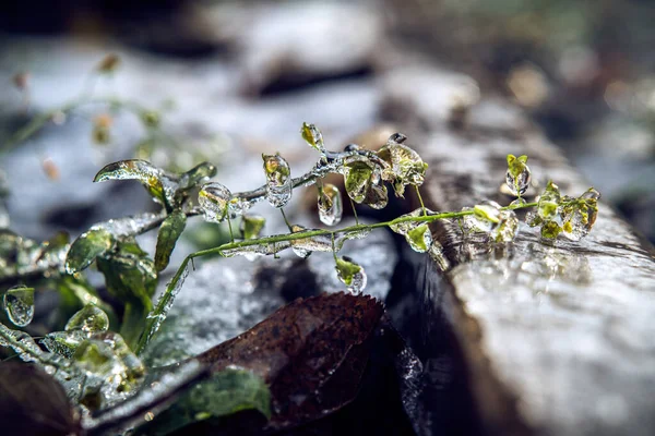 Grama coberta de gelo após a chuva gelada, belo fundo de inverno — Fotografia de Stock