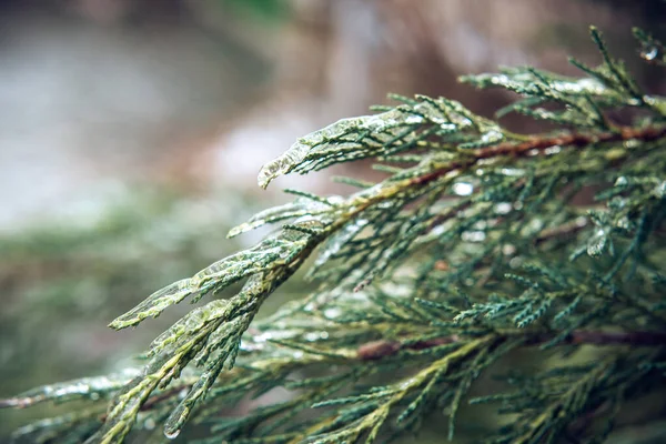 Evergreen thuja větve pokryté ledem po mrazivém dešti — Stock fotografie