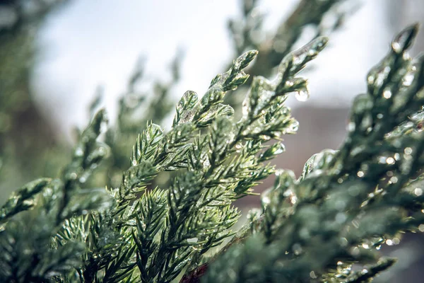 Evergreen thuja větve pokryté ledem po mrazivém dešti — Stock fotografie