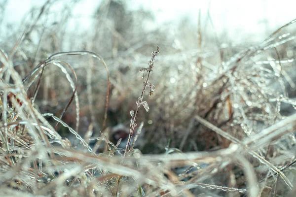 Schöner Winterspeck aus wildem Gras mit Eis bedeckt — Stockfoto
