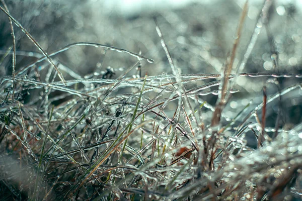 Belo inverno bacground de grama selvagem coberto com gelo — Fotografia de Stock