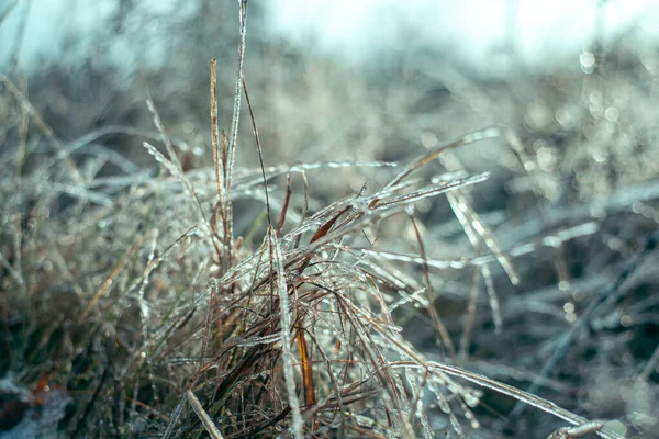 Belo inverno bacground de grama selvagem coberto com gelo — Fotografia de Stock