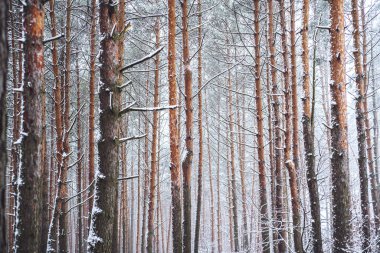 Güzel kış ormanı, karla kaplı çam ağaçları.