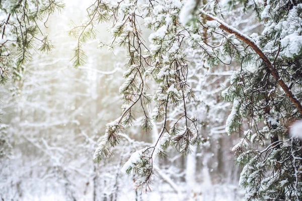 Paisaje invernal de ensueño de ramas de pino cubiertas de nieve — Foto de Stock