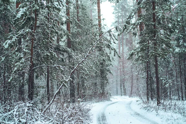 Hermoso paisaje invernal de pinos cubiertos de nieve — Foto de Stock