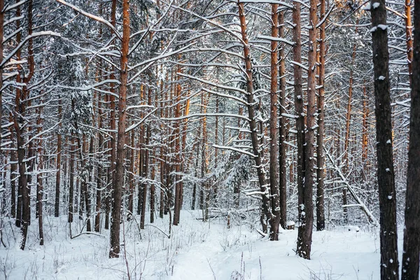 Hermoso bosque de invierno, troncos de pino cubiertos de nieve — Foto de Stock