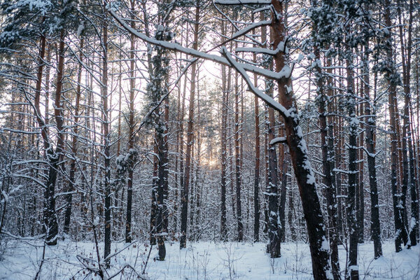 Beautiful winter forest, pine tree trunks covered with snow, winter landscape
