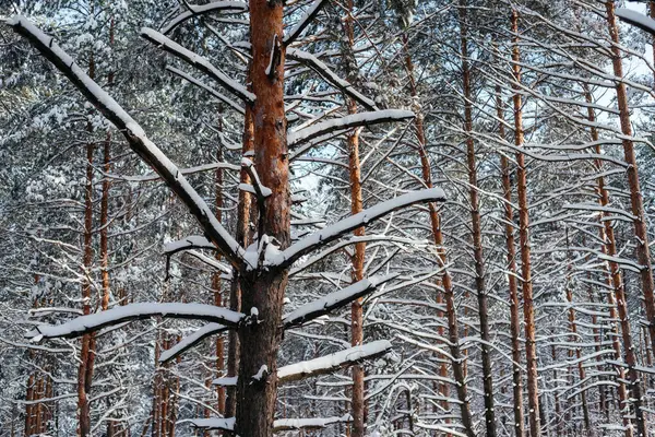 Schöner Winterwald, mit Schnee bedeckte Kiefernstämme — Stockfoto