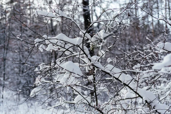 Belo cenário de inverno de árvores cobertas de neve — Fotografia de Stock