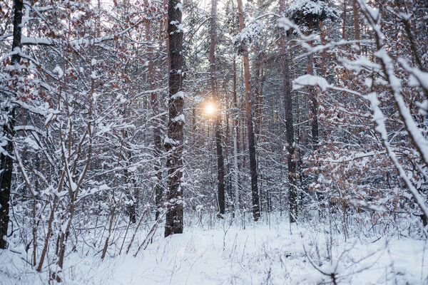 Setting sun rays in winter forest, beautiful winter scenery of trees covered with snow