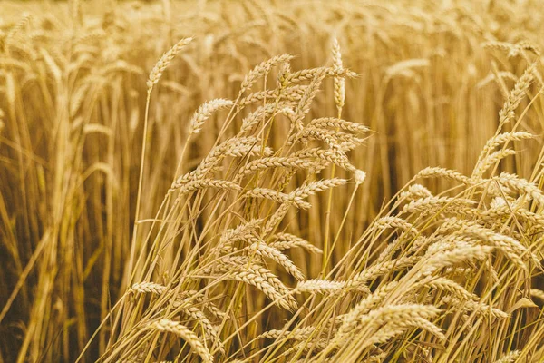 Ripe wheat spikes on wheat field close-up