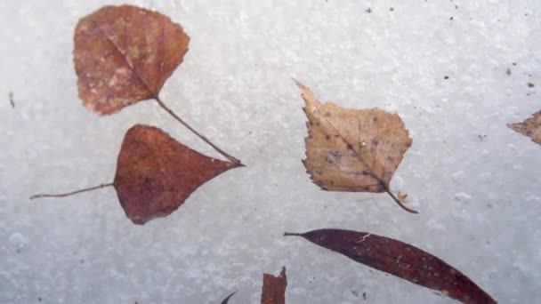 Suche liście pływające na rzece pokryte lodem wczesną wiosną — Wideo stockowe