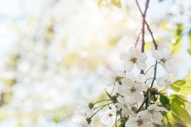 Bokeh pastel arka planda beyaz çiçeklerle çiçek açan ağaç brunch 'ı, güzel bahar bayrağı