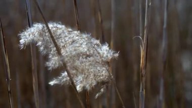 Nehir kıyısında rüzgarda sallanan sazlıklar, yakındaki kuru bej nehir kamışları.