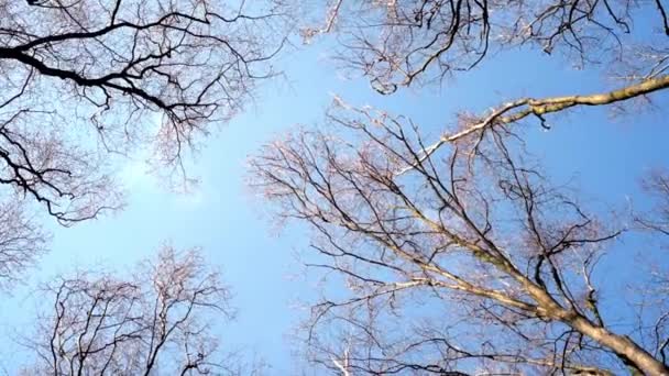 Tops de coroas de árvores sem folhas oscilam do vento forte contra o céu azul no início da primavera. Coroas de árvores vista de baixo para o céu. — Vídeo de Stock