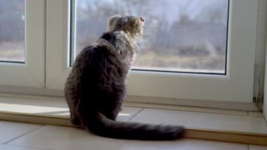 Gri kedi pencerenin kenarında oturuyor ve bir adam çağırdıktan sonra kafasını çeviriyor.