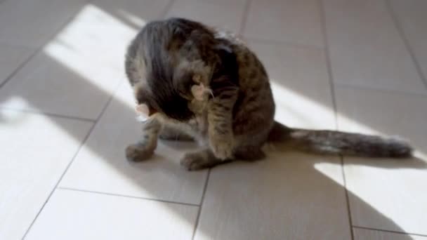 Gato cinza bonito está limpando-se no chão da cozinha — Vídeo de Stock