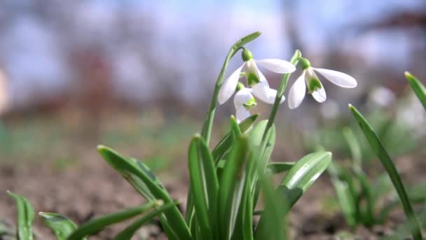 Fleurs de chute de neige blanc lait à floraison hâtive tremblant dans le vent un jour de printemps — Video