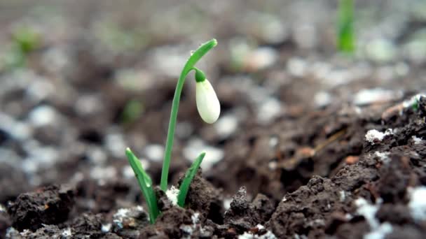 La nieve cae sobre las flores, las primeras flores de primavera a principios de primavera — Vídeo de stock