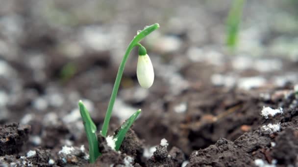 Schnee fällt auf neu aufgetauchte Schneeglöckchen, erste Frühlingsblumen im zeitigen Frühling — Stockvideo