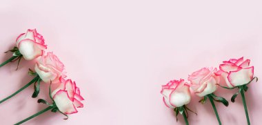 Açık pembe arka planda izole pembe ve beyaz gül çiçekleri, düğün ve sevgililer günü arka planı