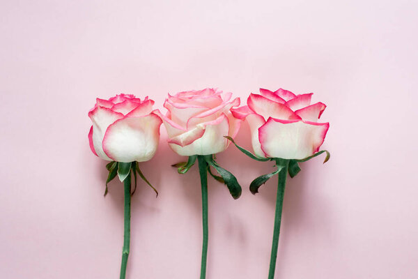Pink and white rose flowers isolated on light pink background, wedding and Valentine's day background