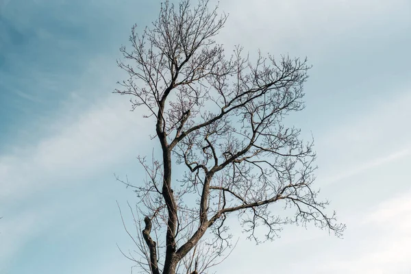Árvore Sem Folhas Contra Céu Azul Claro Árvore Início Primavera — Fotografia de Stock