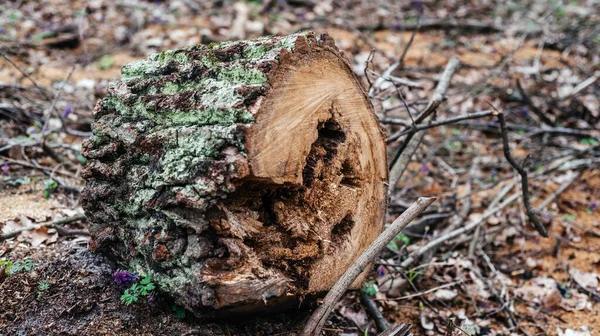 Starý prohnilý dřevěný pahýl pokrytý mechem v lese — Stock fotografie