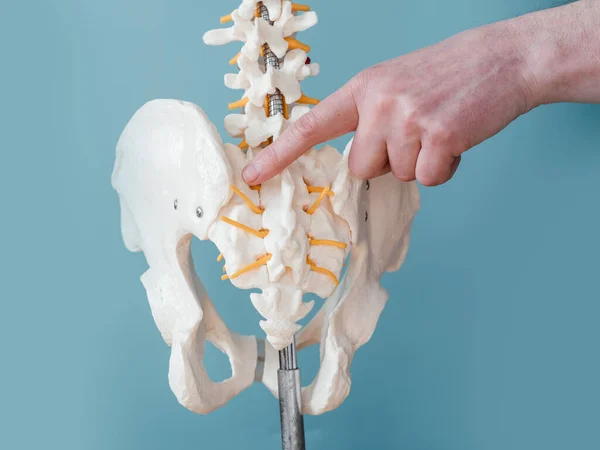 İskelet omurga modelindeki sakroiliak eklemi işaret eden erkek doktorları kapatın.