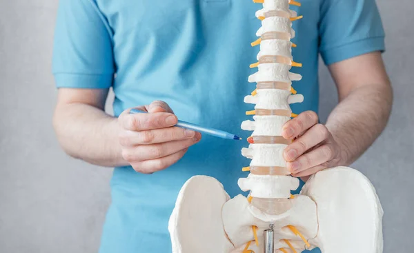 Erkek doktorlar iskelet omurga modelinde omurgalar arası fıtığı işaret ediyorlar. Klinikteki omurga modelini gösteren fizyoterapist.