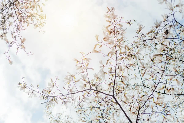 Branco magnólia dogwood árvore flores florescendo fundo primavera — Fotografia de Stock