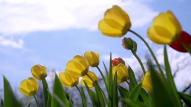 Karlı kış günü pencere manzarası, arka planda güneş batarken yağan kar.